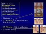 STANDING 'at free' on the right leg.Spine.Hip.Knee.Shank.LECTURE